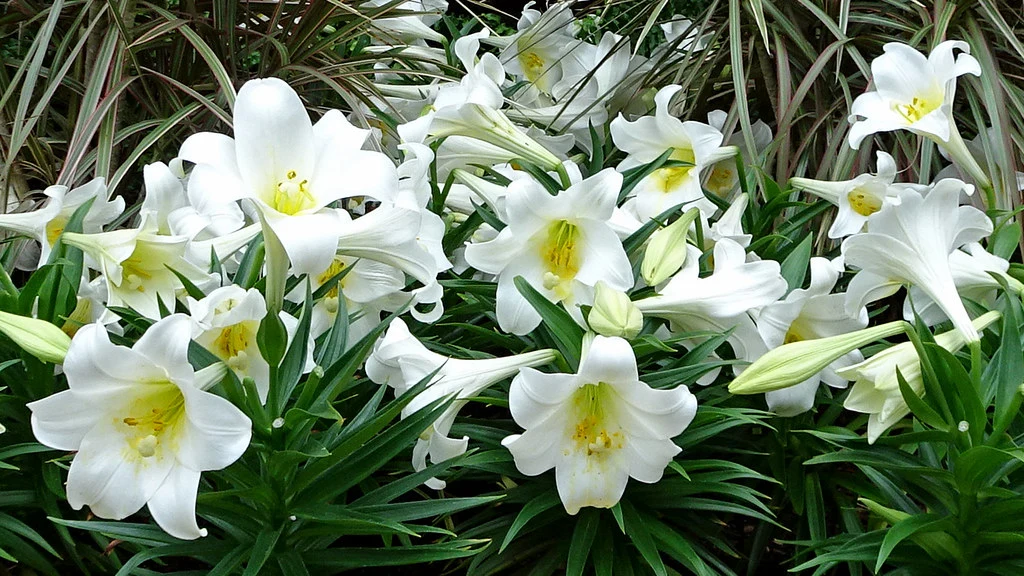 Growing Easter Lilies: Tips and Tricks