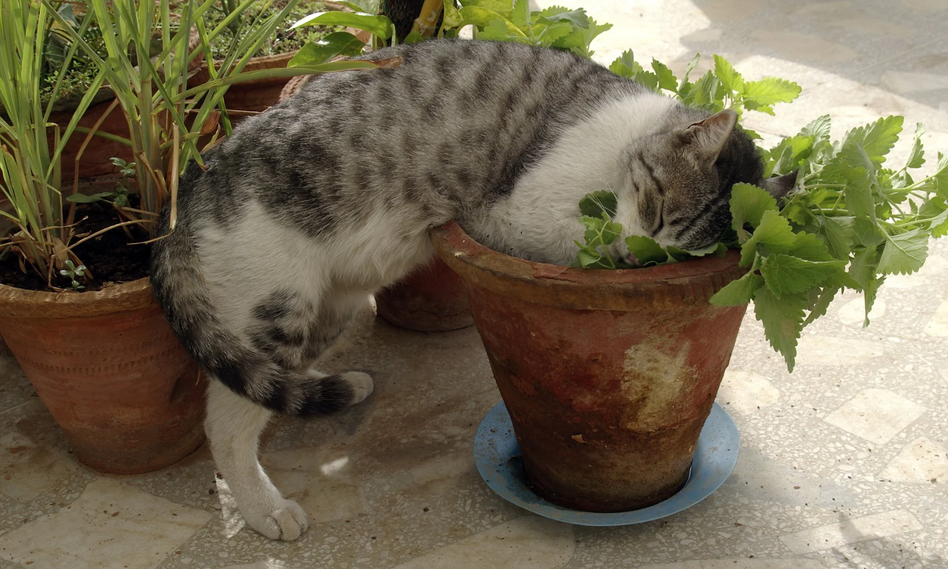 The Hidden Science of Catnip: Unraveling the Mystery Behind Feline Frenzy