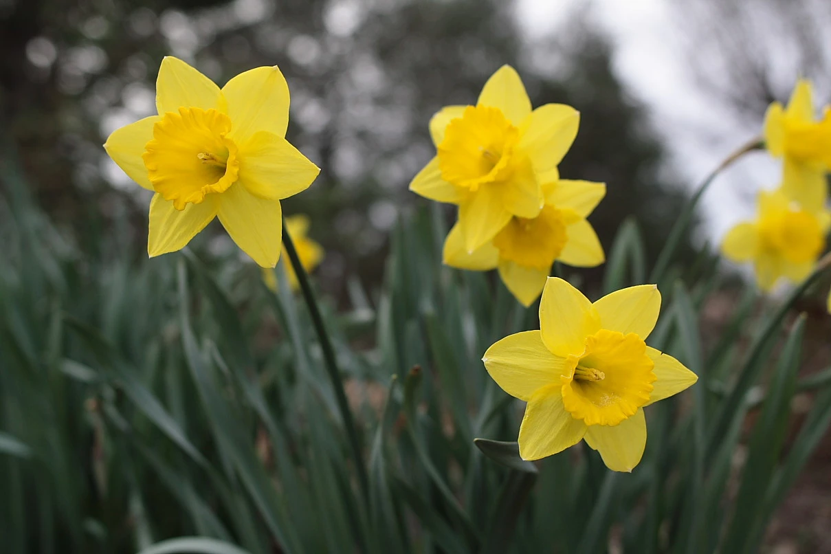 DIY Daffodil Bouquet: How to Make Your Own