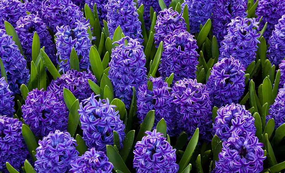 Easter Hyacinth Care: How to Keep Them Blooming All Season