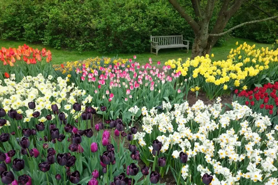 Tips for Planting Tulips in Your Garden