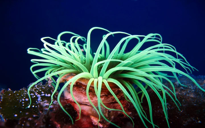 The Role of Sea Anemones in Ancient Marine Ecosystems