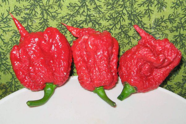 Tips & Tricks for Dominating Chili Pepper Eating Contests